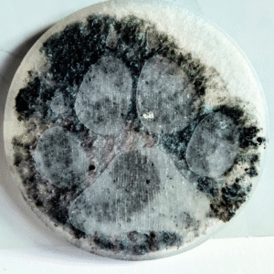 Arctic Paw Print